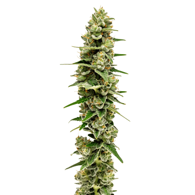 Mac N Cheese - Growers Choice feminisiert 3er Pack