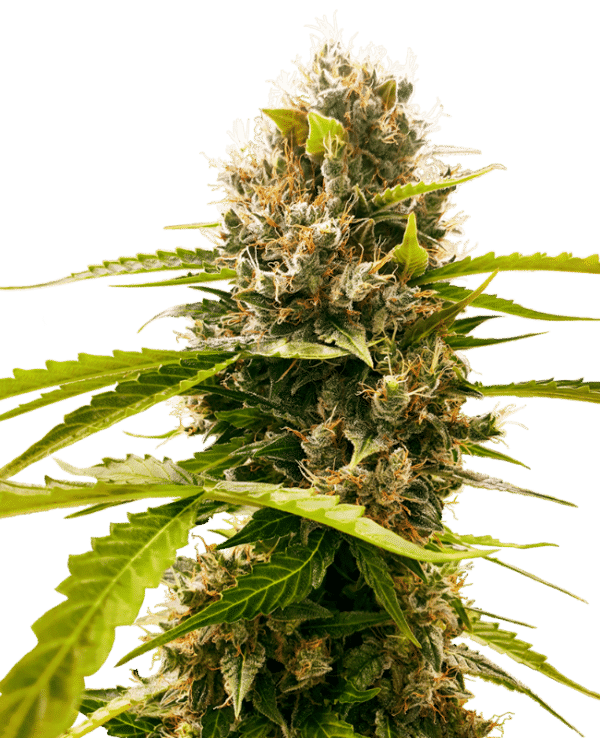 Mandarine Punch – Sensi Seeds feminisiert 3er Pack Mandarine Punch – Sensi Seeds feminisiert 3er Pack
