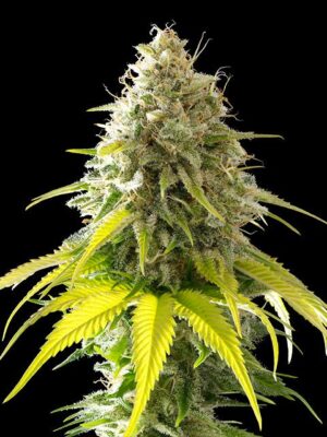 mataro-blue-flower.jpg Mataro Blue - Kannabia feminisiert 3er Pack