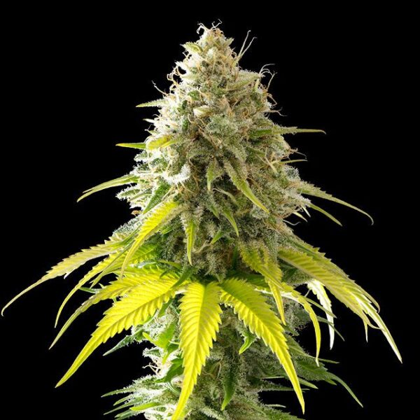 mataro-blue-flower.jpg #6786
