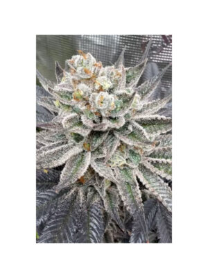 Maui Lobster – Cipher Genetics feminisiert 3er Pack
