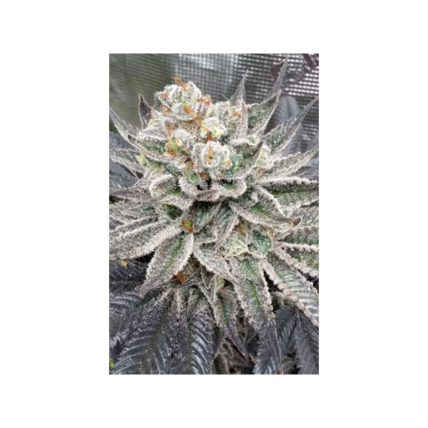 Maui Lobster – Cipher Genetics feminisiert 3er Pack Maui Lobster – Cipher Genetics feminisiert 3er Pack