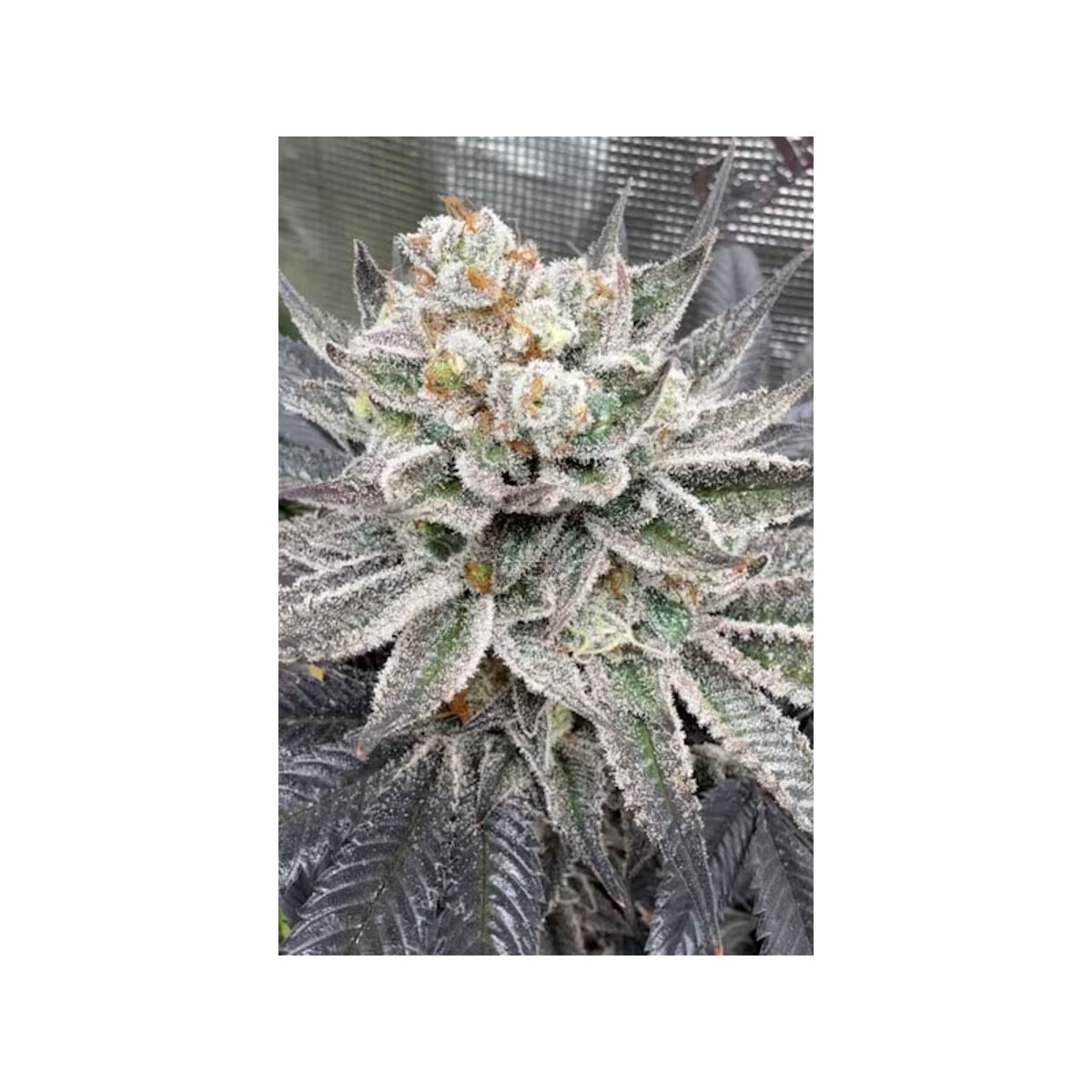 Maui Lobster - Cipher Genetics feminisiert 3er Pack