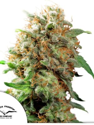 Mazar CBD Dutch Passion feminisiert 3er Pack