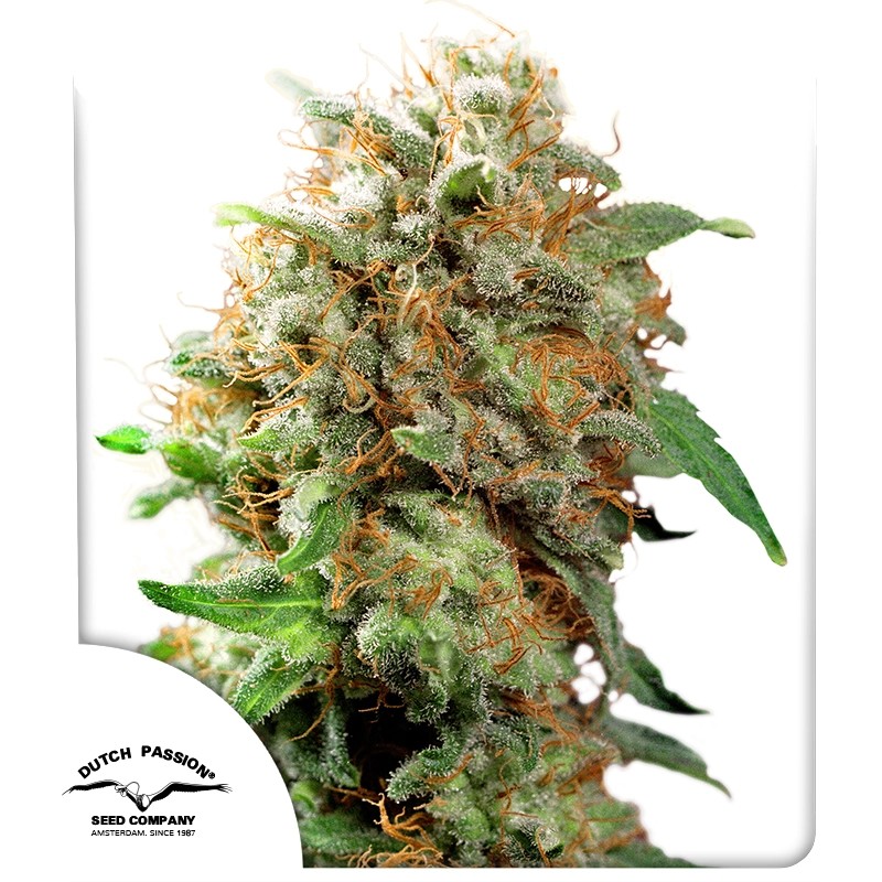 Mazar CBD Dutch Passion feminisiert 3er Pack