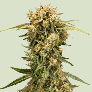 Medusa F1 Auto - Royal Queen Seeds feminisiert 3er Pack