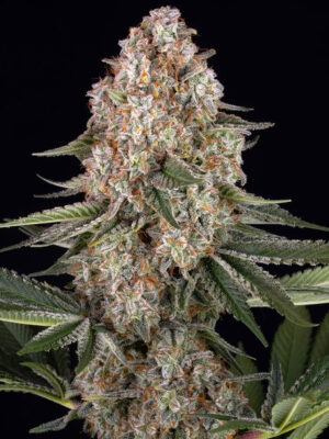 Mendo Breath - Barneys Farm feminisiert 3er Pack