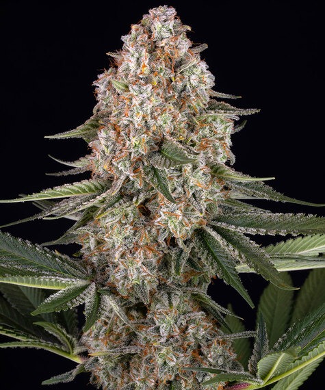 mendo breath