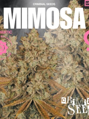 Mimosa Auto – Criminal Seeds feminisiert 3er Pack Mimosa Auto - Criminal Seeds feminisiert 3er Pack