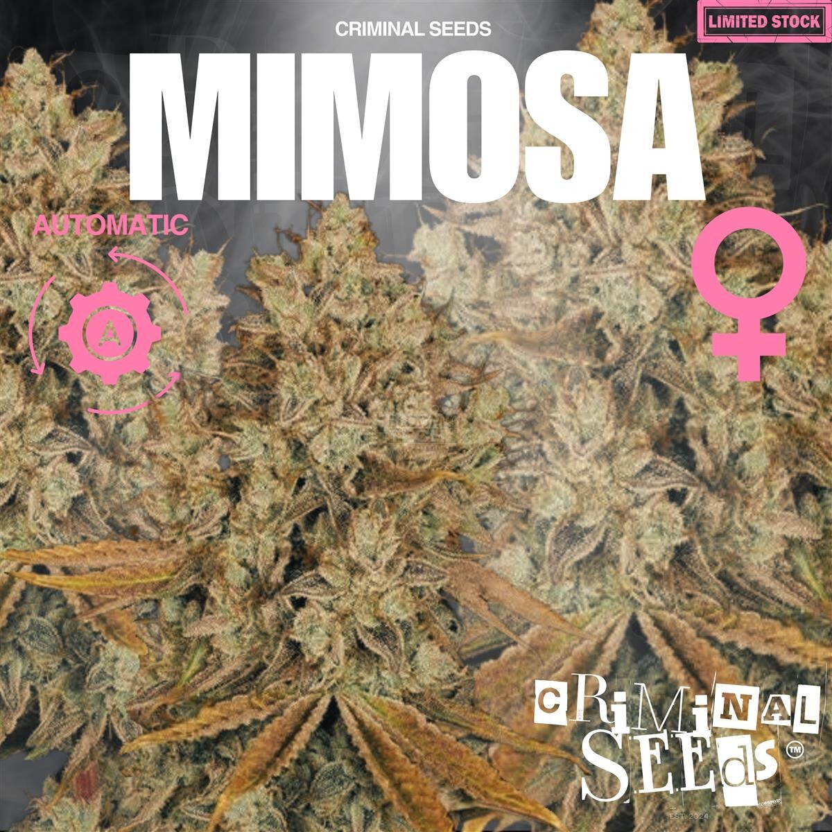 Mimosa Auto - Criminal Seeds feminisiert 3er Pack