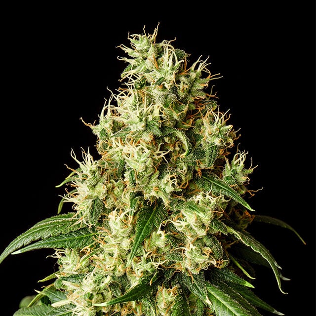 Mimosa Dream - Kannabia feminisiert 3er Pack