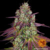 Barney's Farm mimosa evo Samen – Bild 2