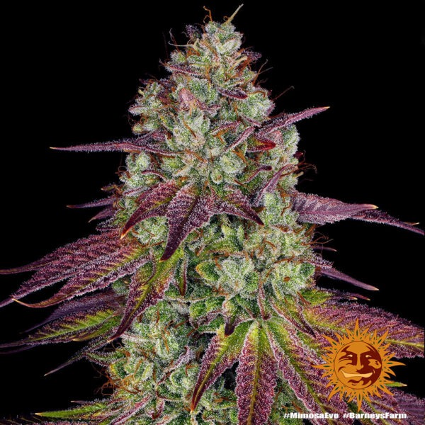 Barney's Farm mimosa evo Samen – Bild 2