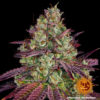 Barney's Farm mimosa evo Samen – Bild 3