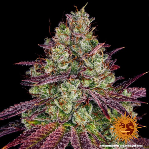 Barney's Farm mimosa evo Samen – Bild 3