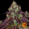Barney's Farm mimosa evo Samen – Bild 4