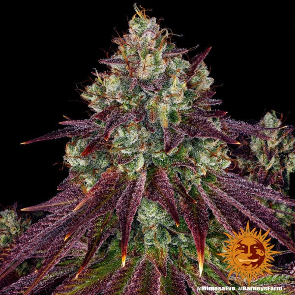 Barney's Farm mimosa evo Samen – Bild 4