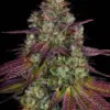 Barney's Farm mimosa evo Samen