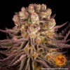 Barney's Farm mimosa x orange punch Samen – Bild 2