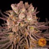 Barney's Farm mimosa x orange punch Samen – Bild 3
