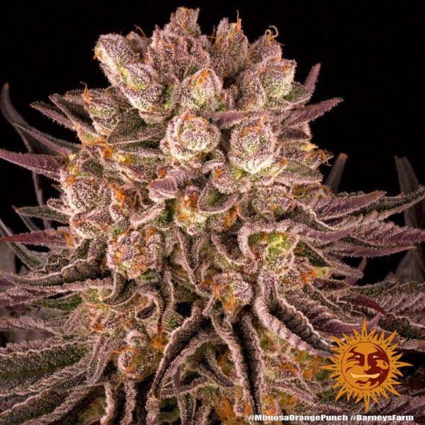 Barney's Farm mimosa x orange punch Samen – Bild 3