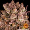 Barney's Farm mimosa x orange punch Samen – Bild 4