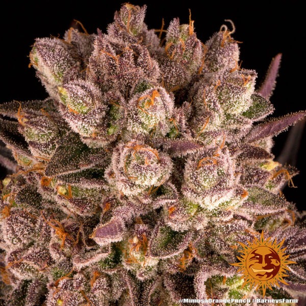 Barney's Farm mimosa x orange punch Samen – Bild 4