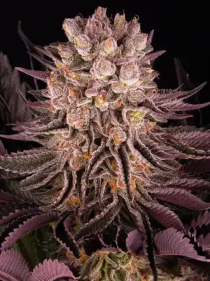 Mimosa Orange Punch - Barneys Farm feminisiert 3er Pack