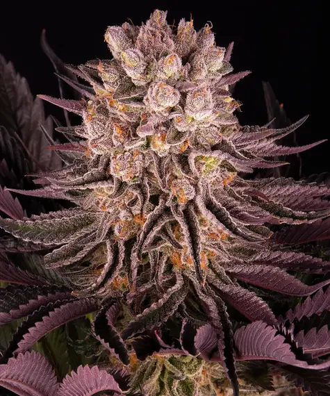 mimosa orange punch