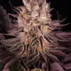 Barney's Farm mimosa x orange punch Samen