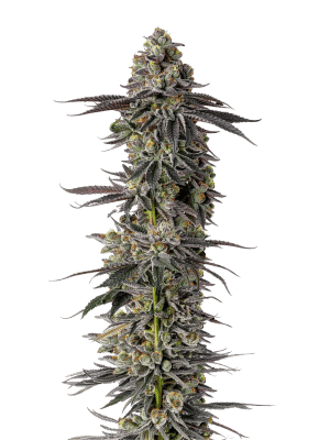 Mimosa Gusher - Growers Choice feminisiert 3er Pack