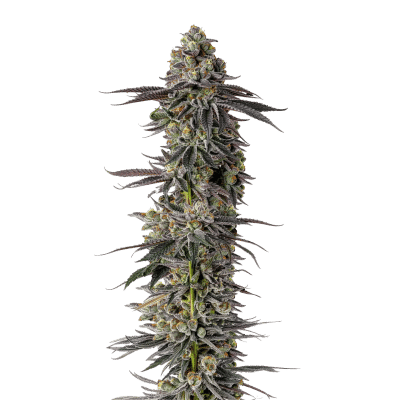 Mimosa Gusher - Growers Choice feminisiert 3er Pack
