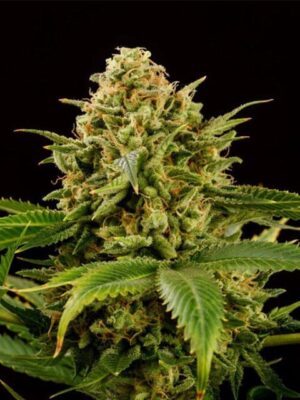 monkey-grease-flower.jpg Monkey Grease - Kannabia feminisiert 3er Pack