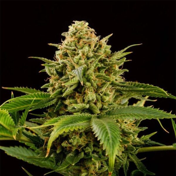 monkey-grease-flower.jpg Monkey Grease - Kannabia feminisiert 3er Pack