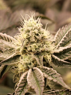 Mouth Wash – Humboldt Seeds feminisiert 3er Pack Mouth Wash - Humboldt Seeds feminisiert 3er Pack