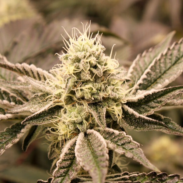 Mouth Wash – Humboldt Seeds feminisiert 3er Pack