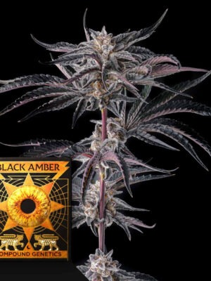 Nakamarra Compound Genetics feminisiert 3er Pack