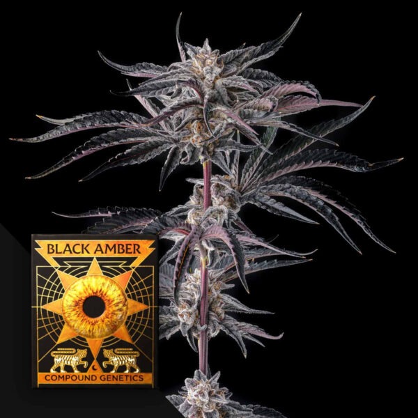 Nakamarra Compound Genetics feminisiert 3er Pack