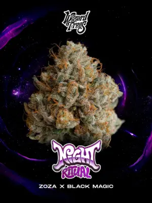 Night Ritual - Wizrad Trees feminisiert 3er Pack