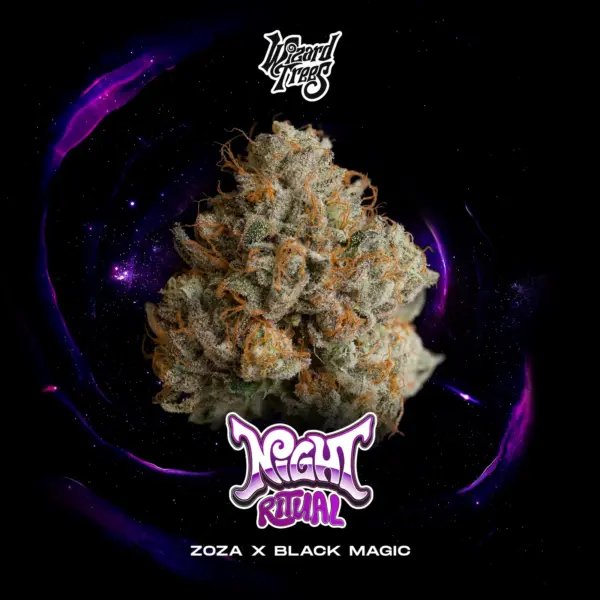 Night Ritual – Wizrad Trees feminisiert 3er Pack Night Ritual – Wizrad Trees feminisiert 3er Pack
