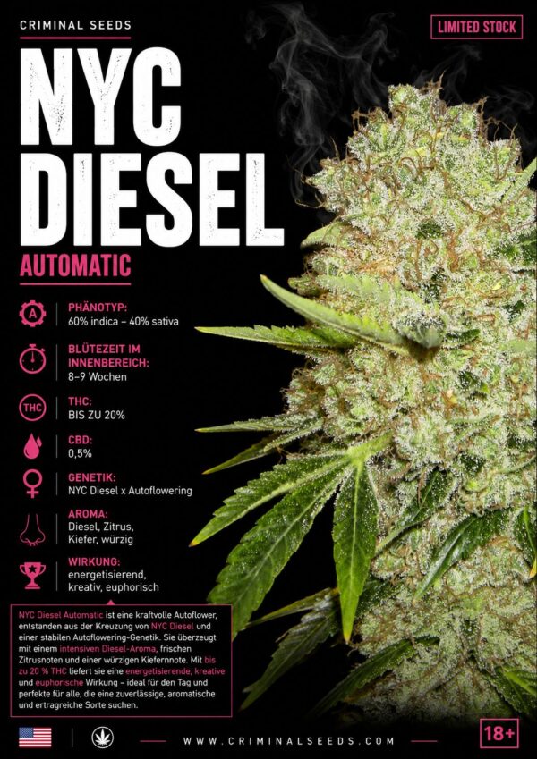 NYC Diesel Auto - Criminal Seeds feminisiert 3er Pack