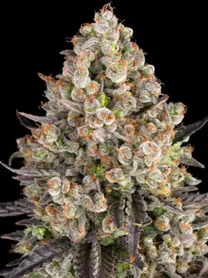 OG Kush - Barneys Farm feminisiert 3er Pack