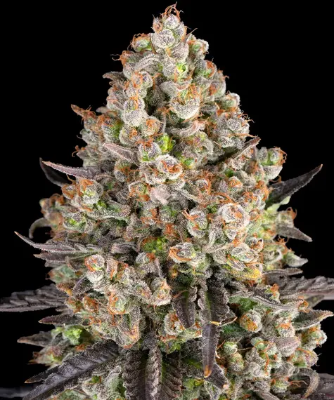 OG Kush Auto - Barneys Farm feminisiert 3er Pack