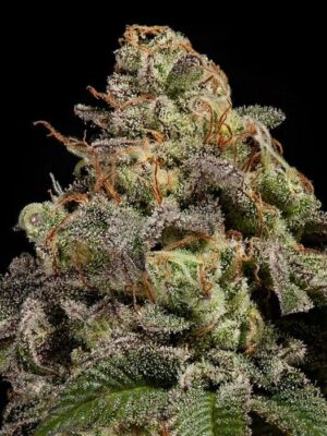 OMG - Ripper Seeds feminisiert 3er Pack