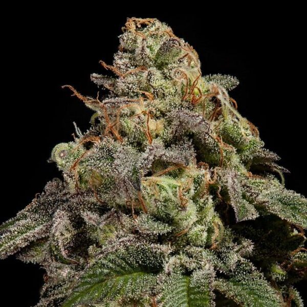 OMG - Ripper Seeds feminisiert 3er Pack