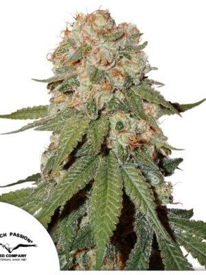 Orange Bud 2.0 - Dutch Passion feminisiert 3er Pack