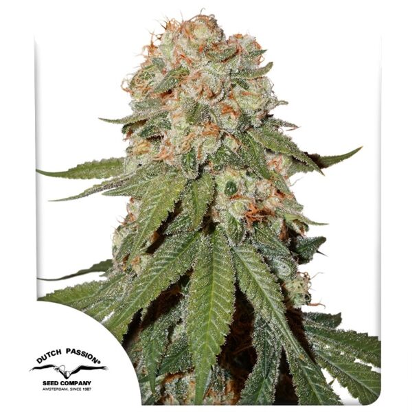 Orange Bud 2.0 - Dutch Passion feminisiert 3er Pack