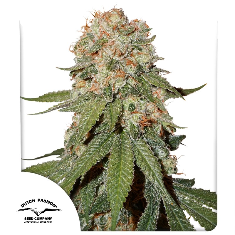 Orange Bud 2.0 - Dutch Passion feminisiert 3er Pack