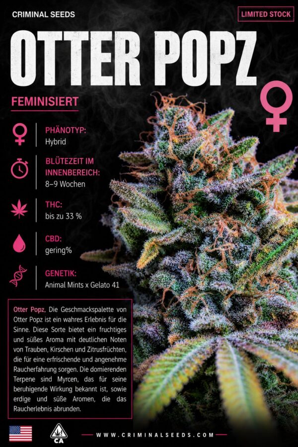 Otter Popz x Cali – Criminal Seeds feminisiert 3er Pack