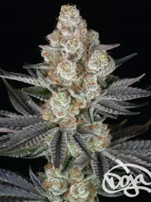 Papaya Frosting Barneys Farm x DOJA feminisiert 3er Pack
